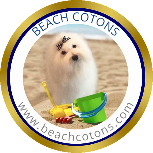 Available Beach Coton de Tulear Puppies Pittsburgh PA