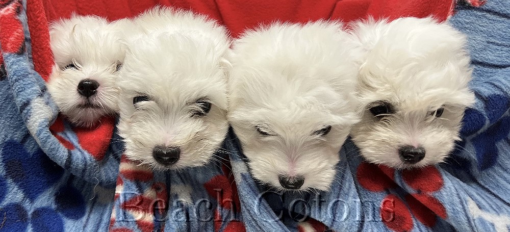 Available Beach Coton de Tulear Puppies Pittsburgh PA