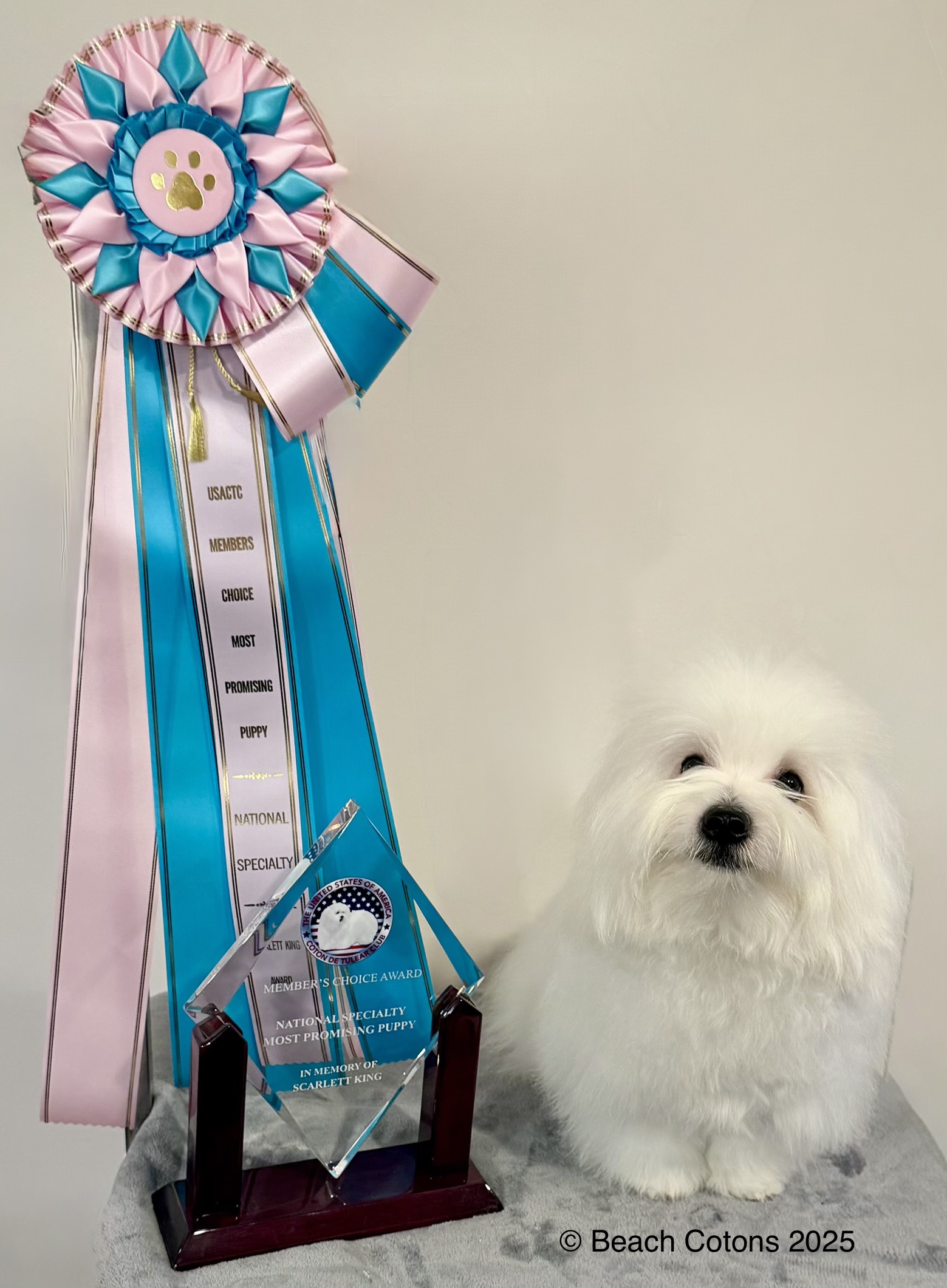 Tito Most Promising Puppy