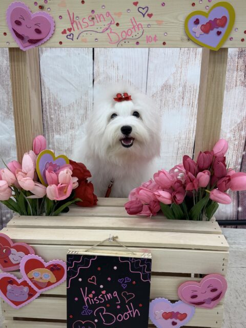 Cally At Kissing Booth