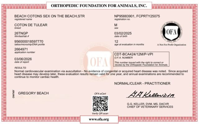 Beach Cotons Sex On The Beach, Tito, OFA Health Certificate