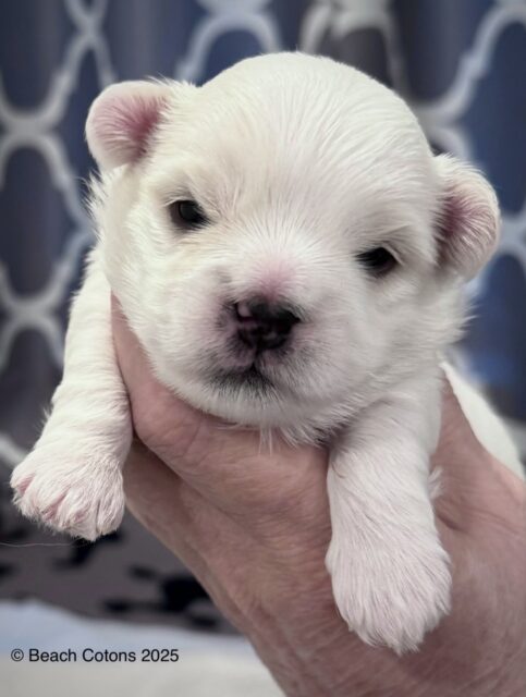 Tito at 2 weeks
