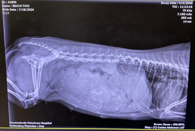 Tori x-ray day 58