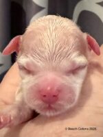 Tito x Tori Litter, Girl Daisy