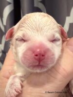 Tito x Tori Litter, boy Bo