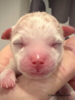 Tito x Tori Litter, boy Luke