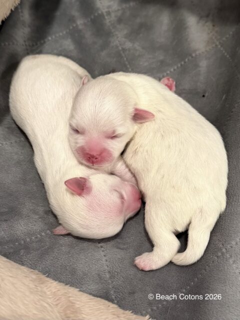 Tito x Tori Litter