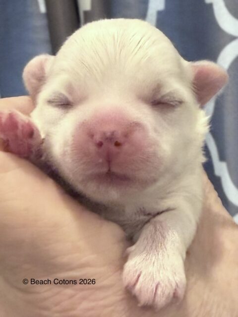Tito x Tori Litter, boy Bo