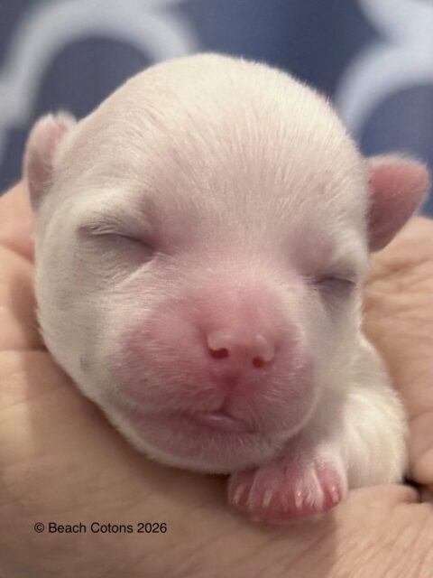 Tito x Tori Litter, Boy Luke