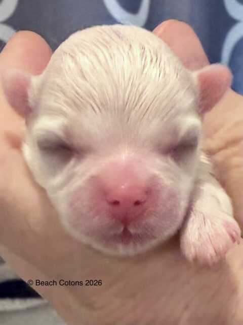 Tito x Tori Litter, Girl Daisy