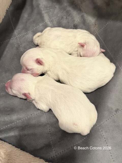 Tito x Tori Litter