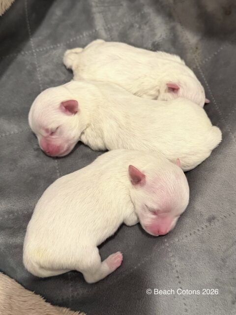 Tito x Tori Litter