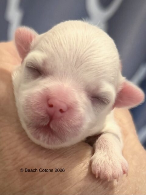 Tito x Tori Litter, Girl Daisy