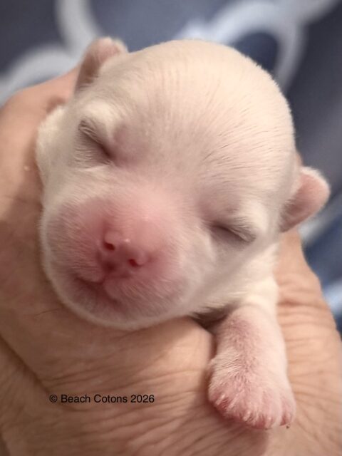 Tito x Tori Litter, Boy Luke