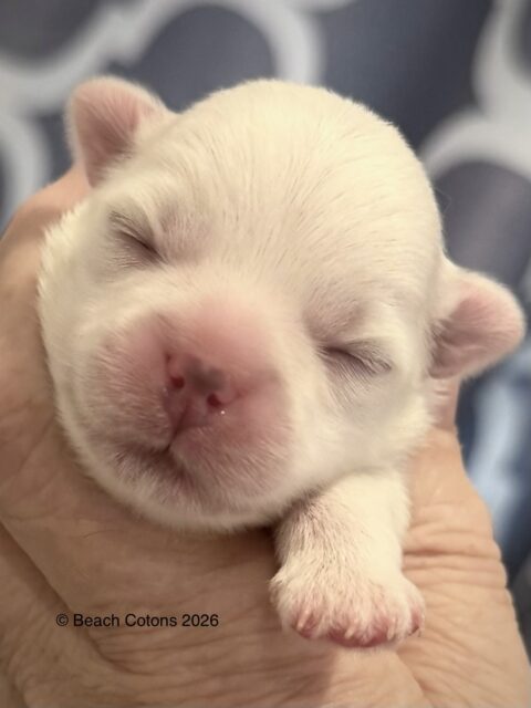 Tito x Tori Litter, boy Bo
