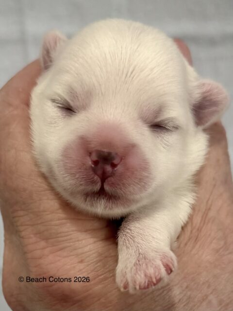 Tito x Tori Litter, Boy, Bo