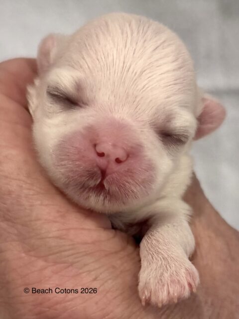 Tito x Tori Litter, Girl Daisy