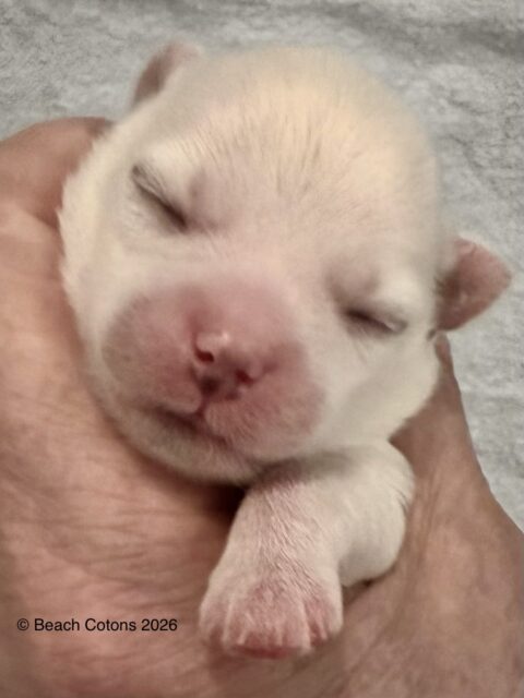 Tito x Tori Litter, Boy Luke