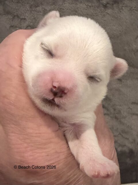 Tito x Tori Litter, Boy Luke
