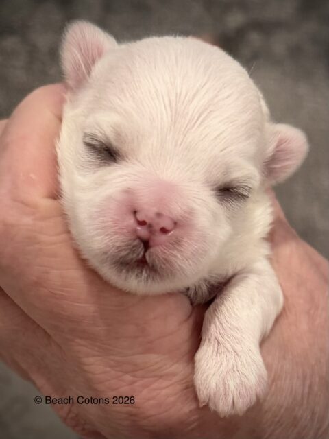 Tito x Tori Litter, Girl Daisy