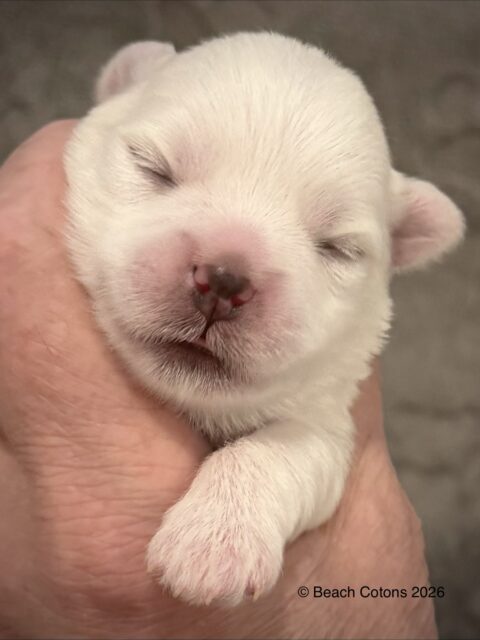 Tito x Tori Litter, boy Bo