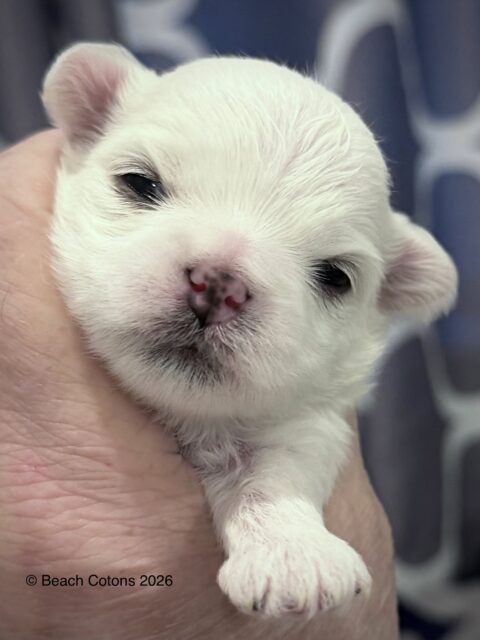 Tito x Tori Litter, girl Daisy