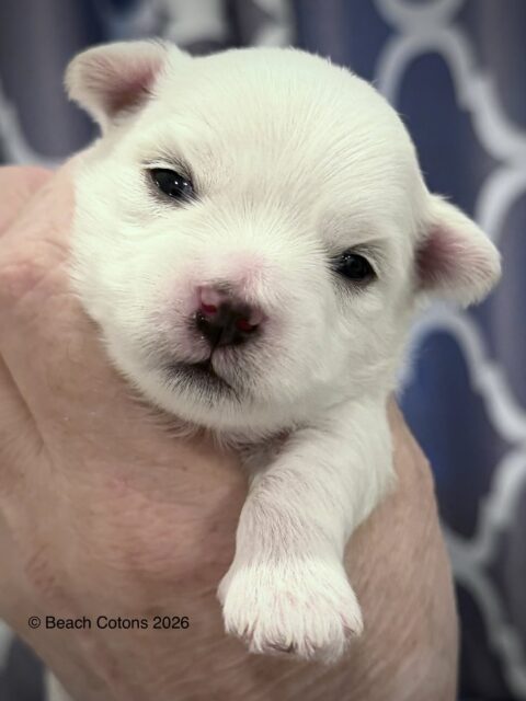 Tito x Tori Litter, boy Luke