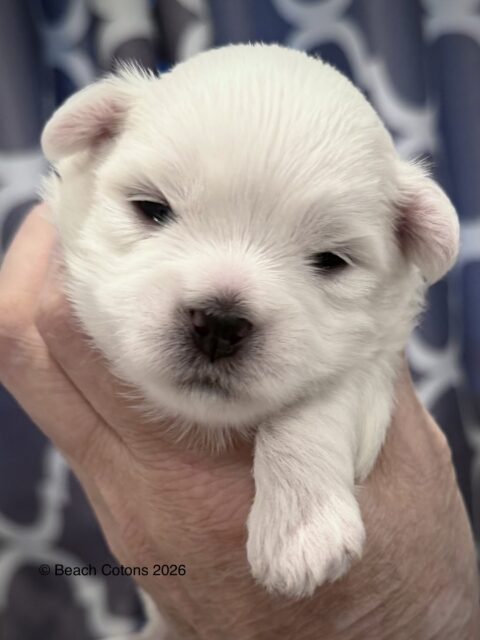 Tito x Tori Litter, boy Bo