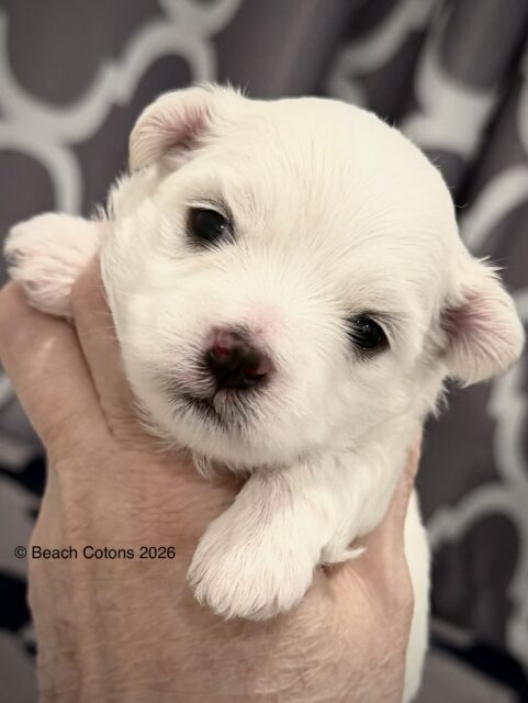 Beach Cotons Tito x Tori Litter, boy, Luke