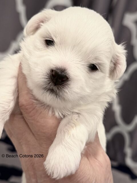 Beach Cotons Tito x Tori Litter, boy Bo