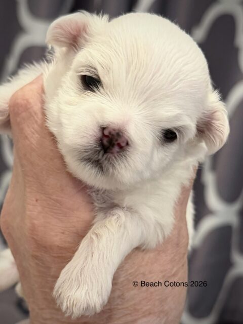 Beach Cotons Tito x Tori Litter, girl, Daisy