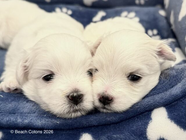 Bo & Luke