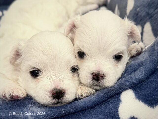 Luke & Daisy