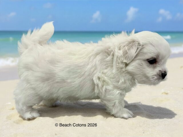 Beach Cotons Tito x Tori Litter, Bo