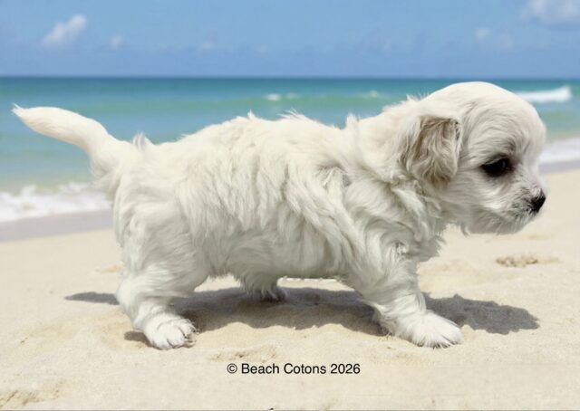 Beach Cotons Tito x Tori Litter, Luke
