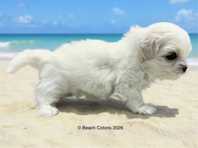 Beach Cotons Tito x Tori Litter, Daisy