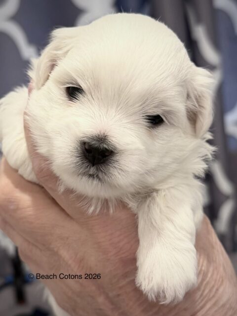 Beach Cotons Tito x Tori Litter, boy, Bo