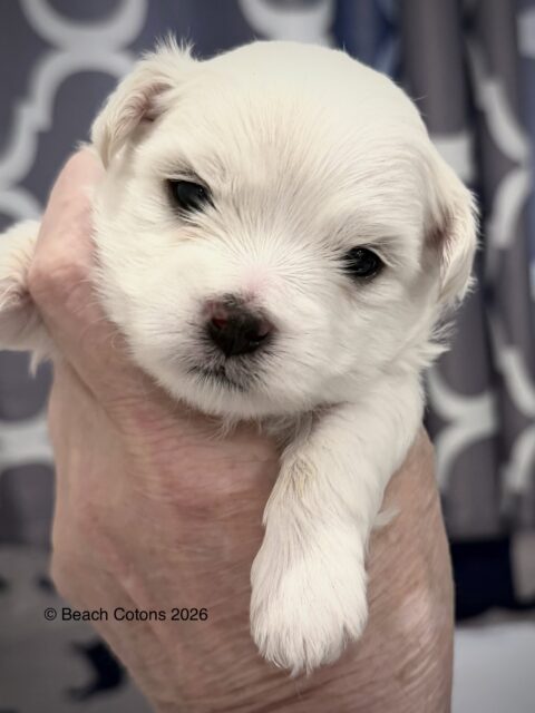 Beach Cotons Tito x Tori Litter, boy, Luke