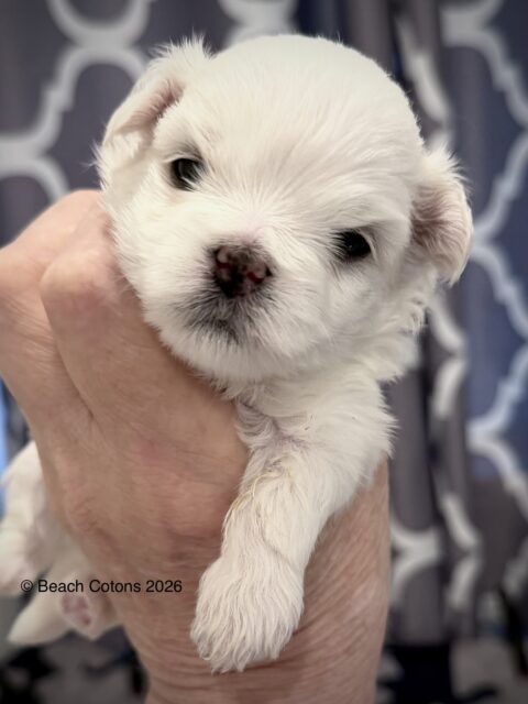 Beach Cotons Tito x Tori Litter, girl, Daisy