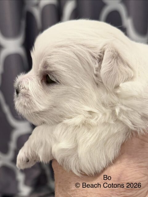 Beach Cotons Tito x Tori Litter, boy, Bo