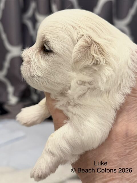 Beach Cotons Tito x Tori Litter, boy, Luke