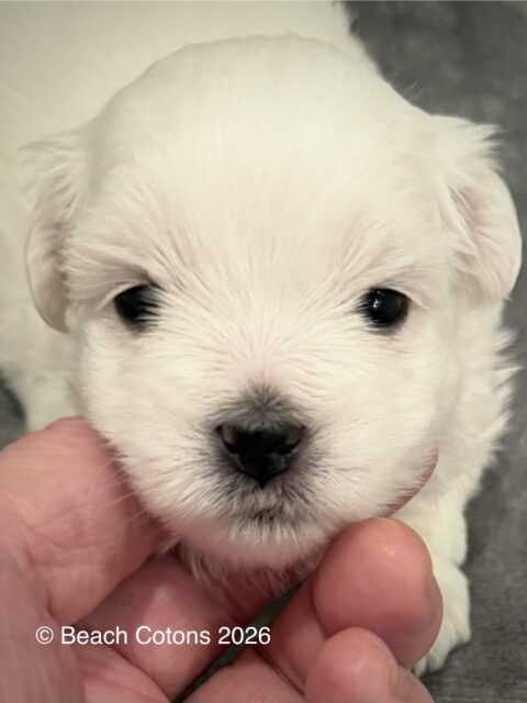 Beach Cotons Tito x Tori Litter, boy, Bo