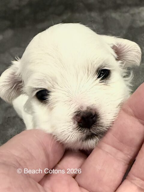 Beach Cotons Tito x Tori Litter, boy, Luke