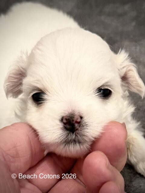 Beach Cotons Tito x Tori Litter, girl, Daisy