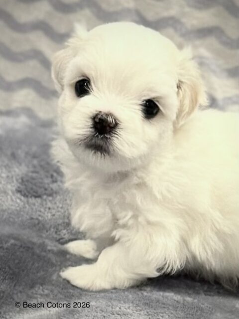 Beach Cotons Tito x Tori Litter, girl Daisu