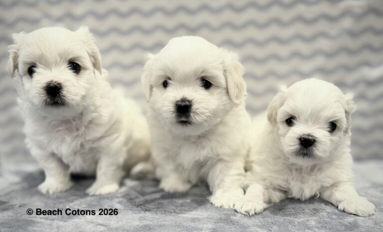 Beach Cotons Tito x Tori Litter