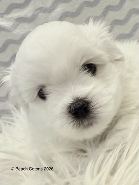 Beach Cotons Tito x Tori Litter, Bo
