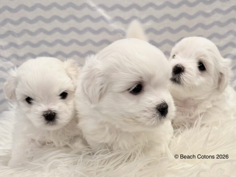 Beach Cotons Tito x Tori Litter