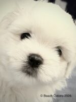 Beach Cotons Tito x Tori Litter, Bo