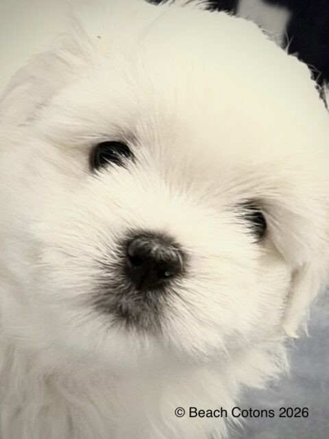 Beach Cotons Tito x Tori Litter, Bo